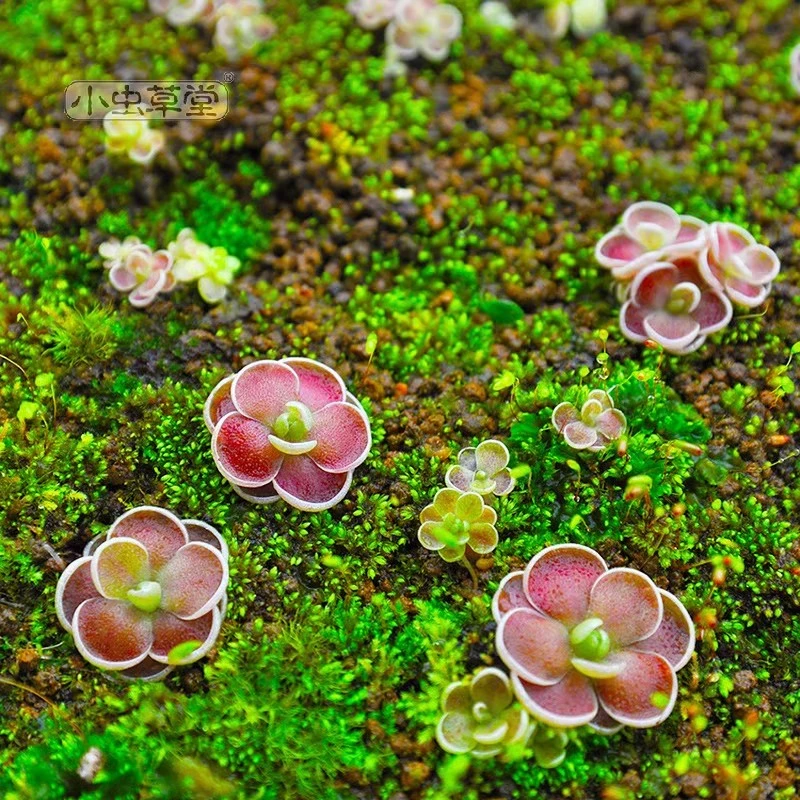 米拉多捕虫堇小虫草堂食虫植物直播