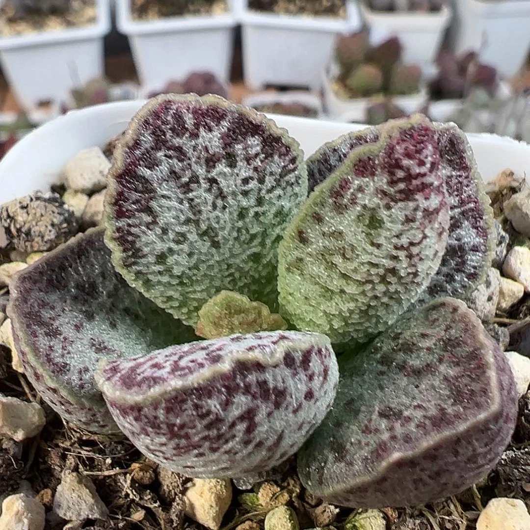 茶 斑点花边 冰晶倒刺网格纹实生新品