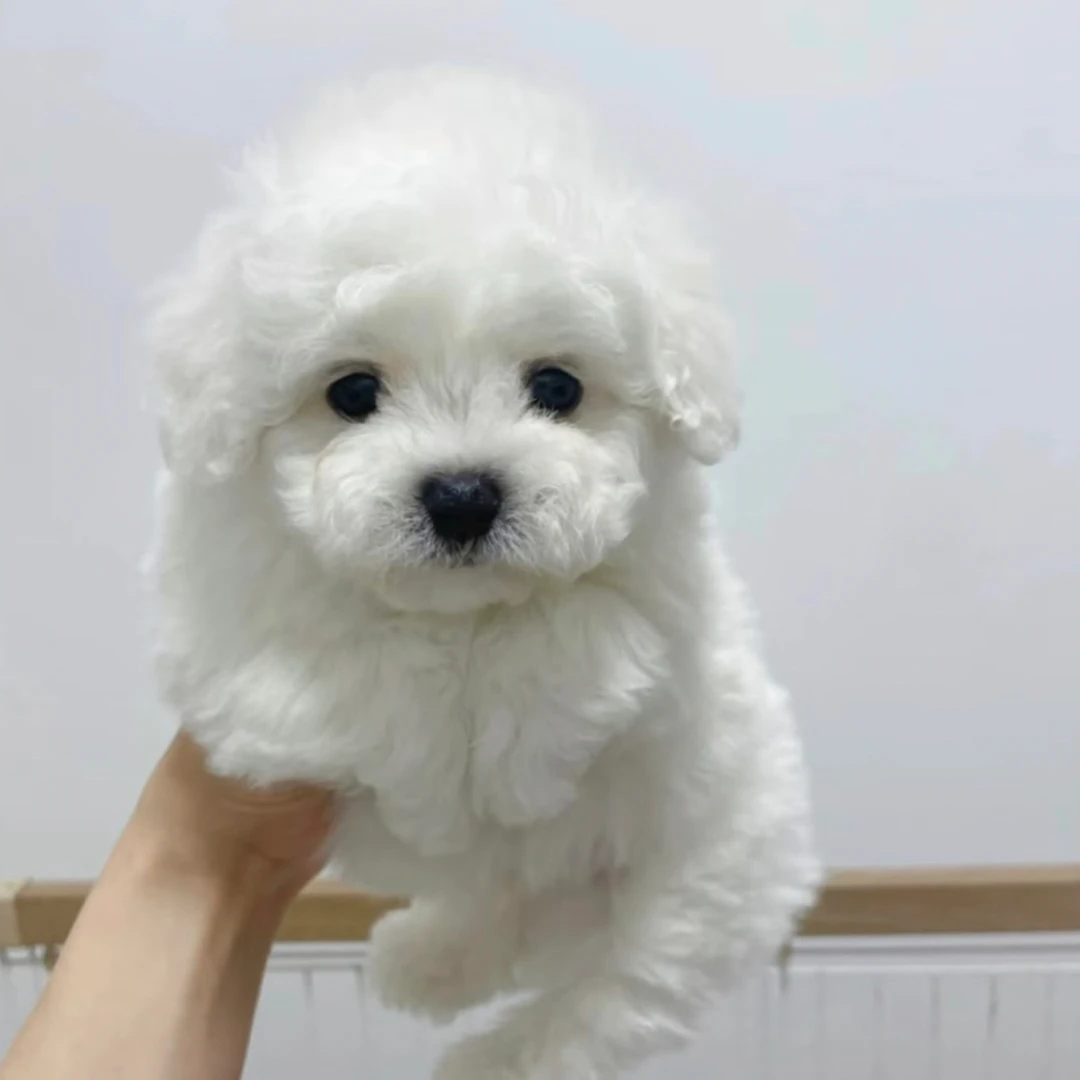 《小可爱》直播间挑选比熊泰迪熊马尔泰幼犬活体狗狗一狗一拍