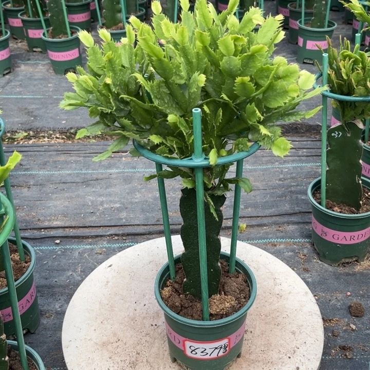 当前无花栽培后可以开花