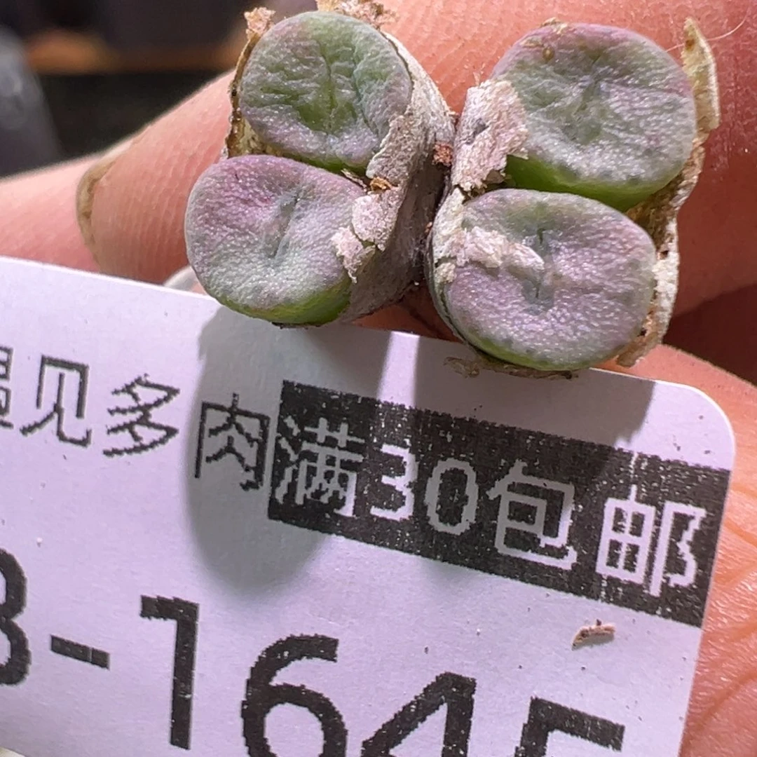 多肉植物1111111111111