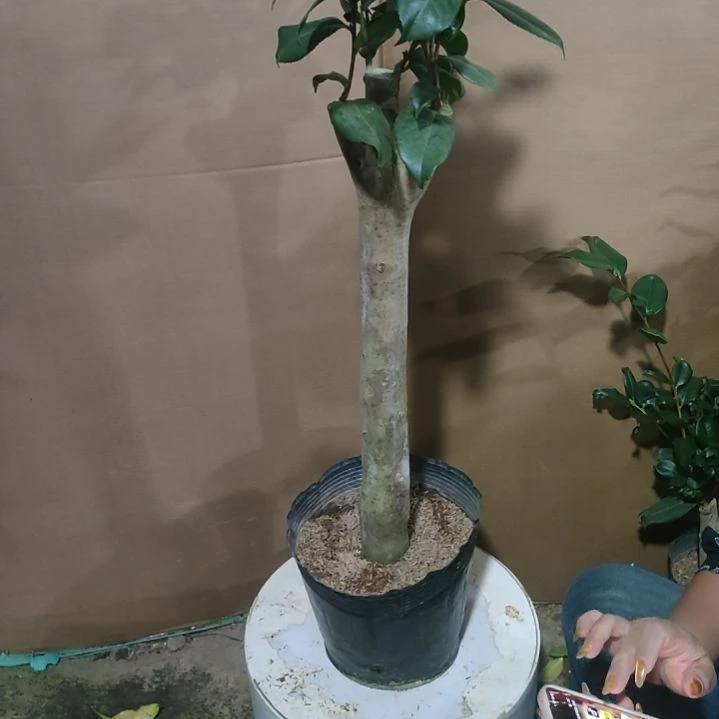 531黑贝，水晶，原盆原土发货，不包邮