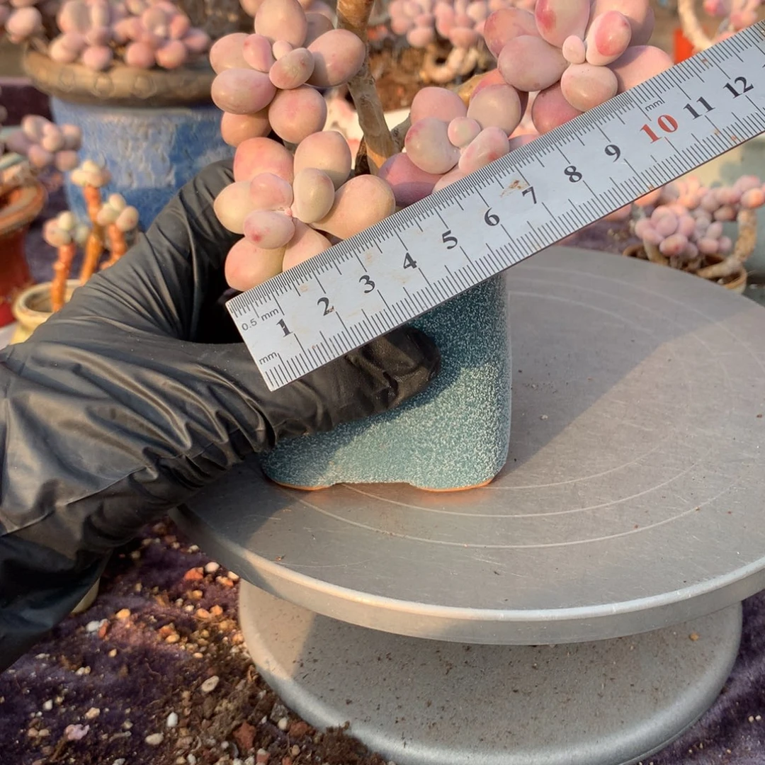 12号带盆偏远地区不包邮的