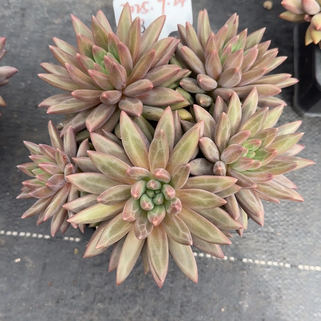 一物一拍水晶球sp18