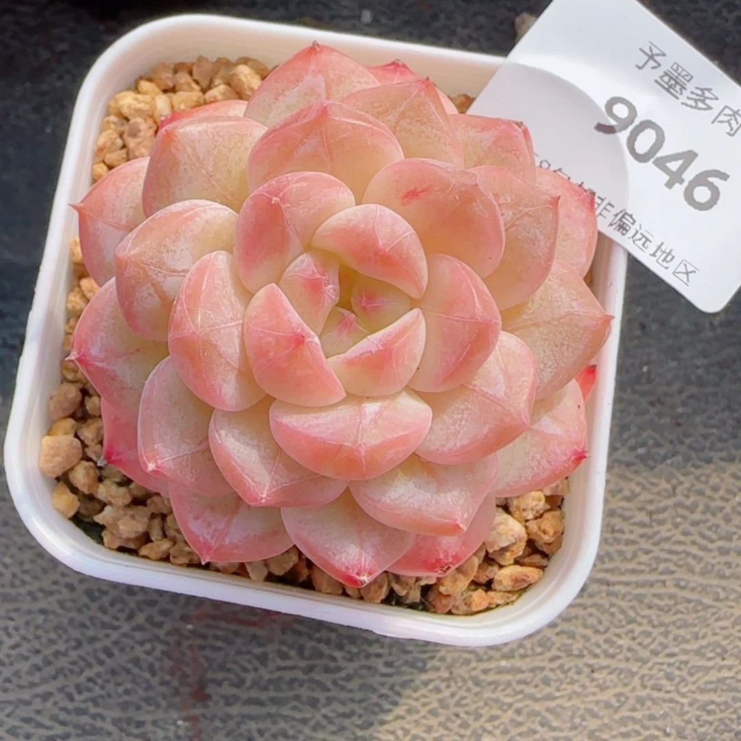 美心，9046多肉植物