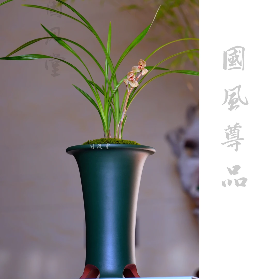 古典高雅细叶寒兰盆莲瓣兰花盆景室内宜兴紫砂盆客厅茶室装饰