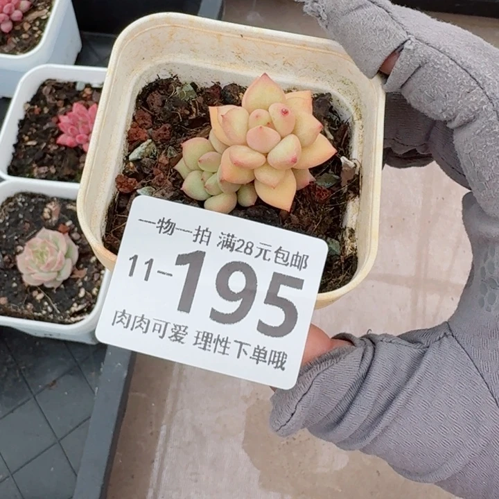 黄金象牙无盆土发货无盆土无