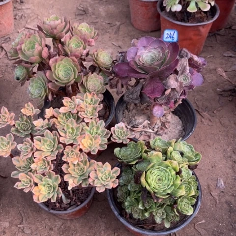 246多肉植物组合，
