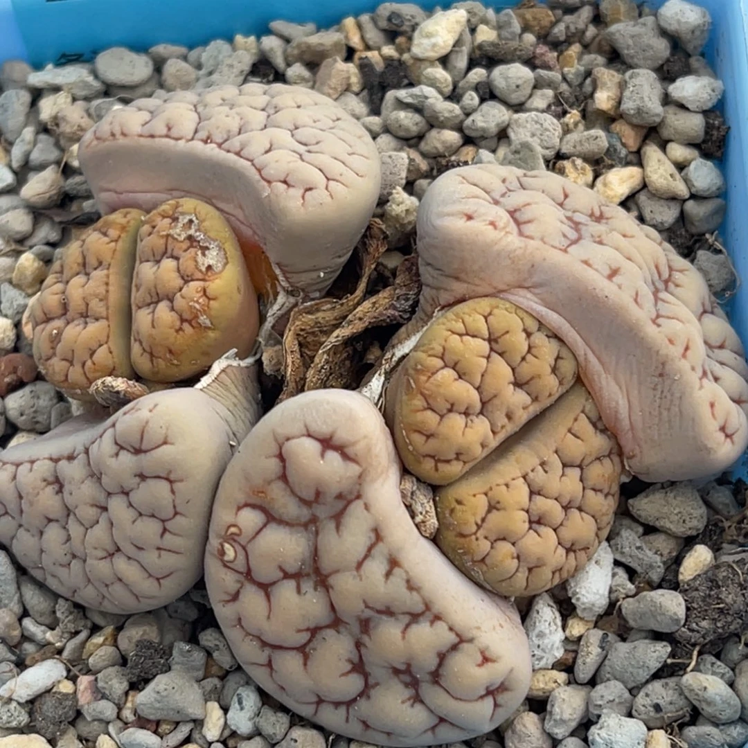 7513双头凹凸红纹189一颗