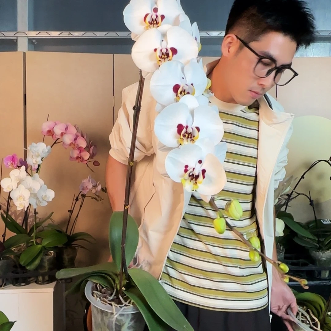 大部分花苞少量开放431大花