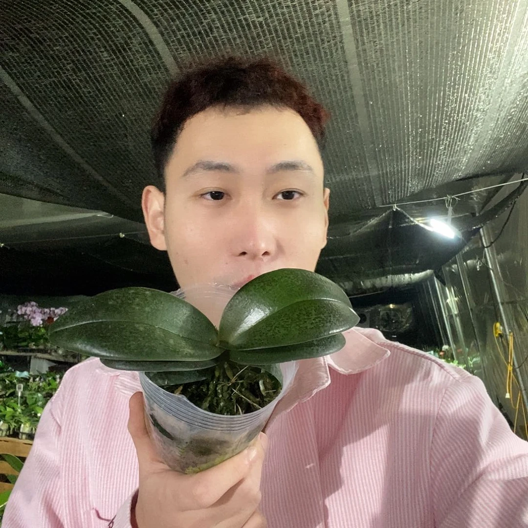 无花朵樱兰蝴蝶兰