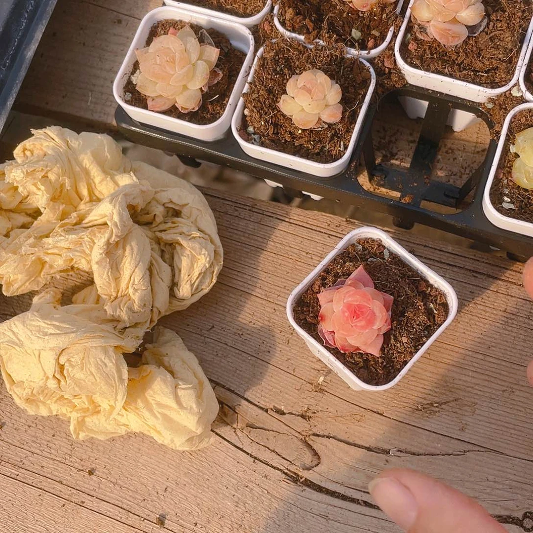 粉幽兰穴一个满25包邮