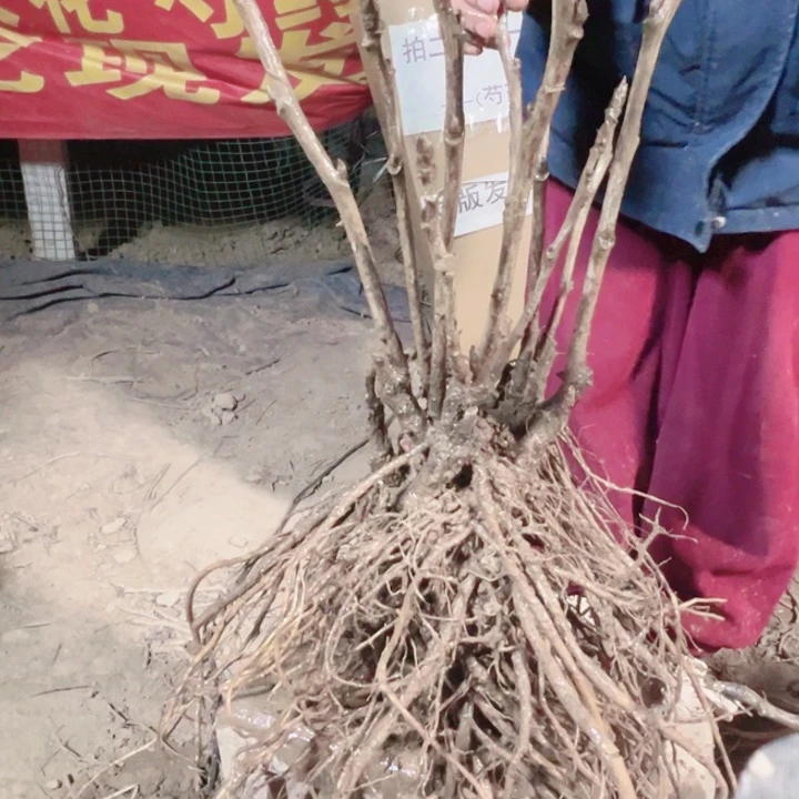 当前无花栽培后可以开花黑豹