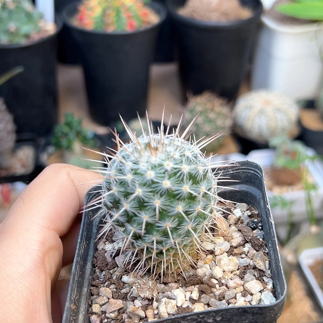 白王丸实生球3.6cm
