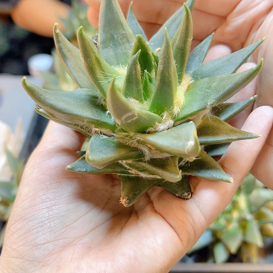 苗接细尤龙牙牡丹无根9公分单多头