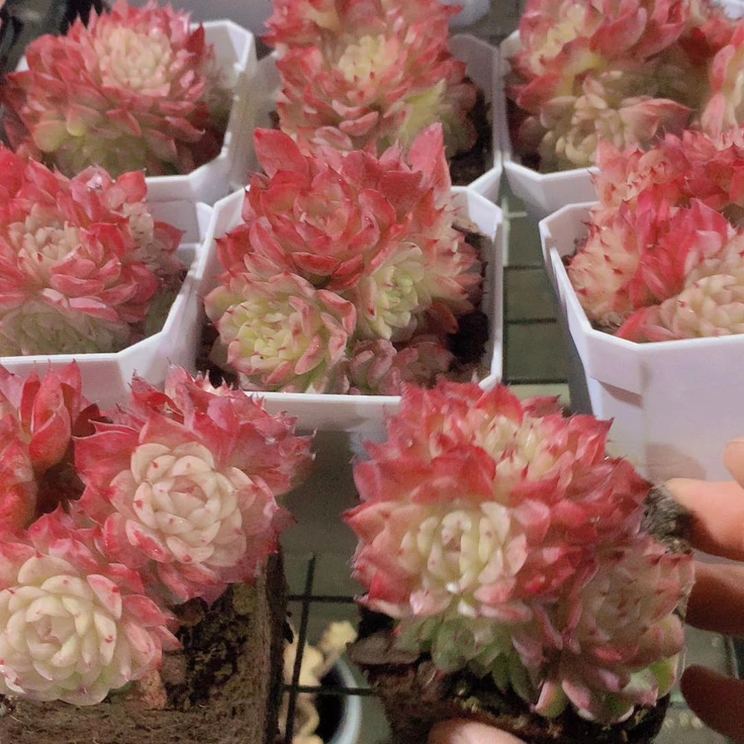 红天鹅234678990000