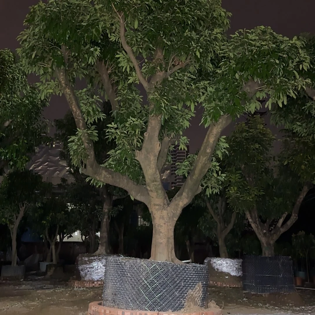 机***叔完全开放果树果树111111