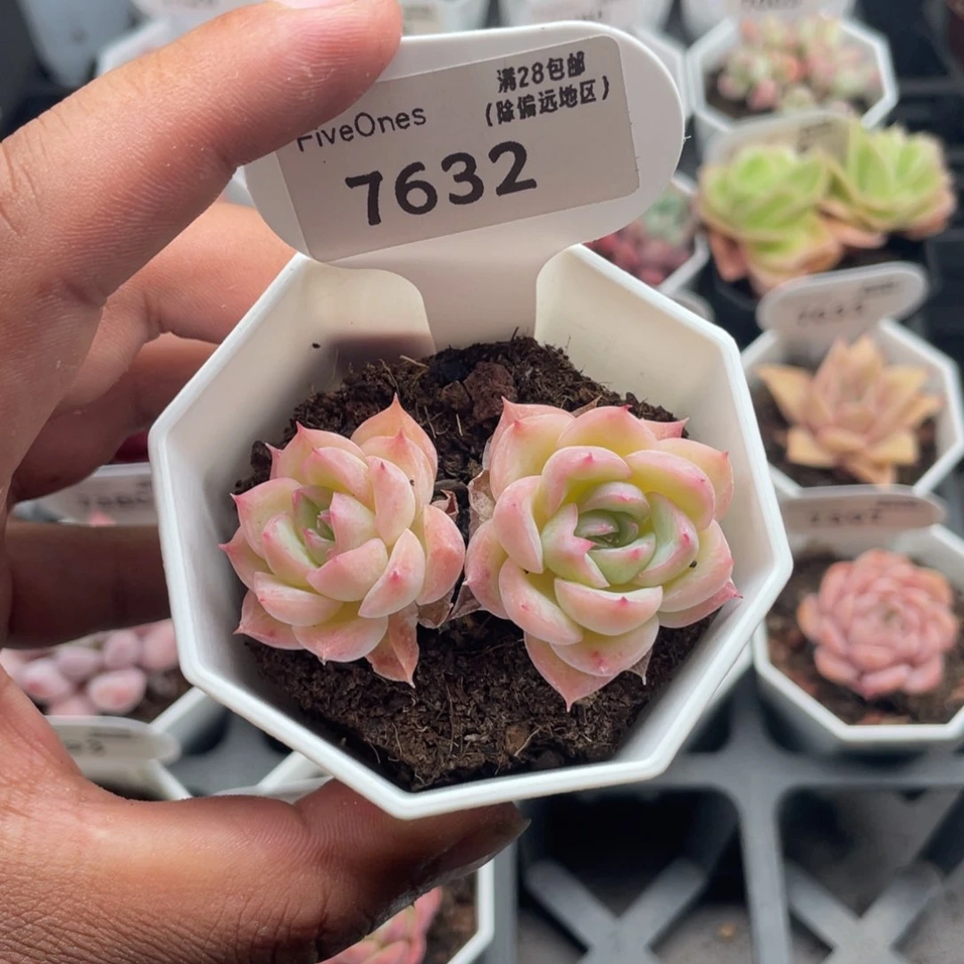 7632水晶玫瑰5.0厘米