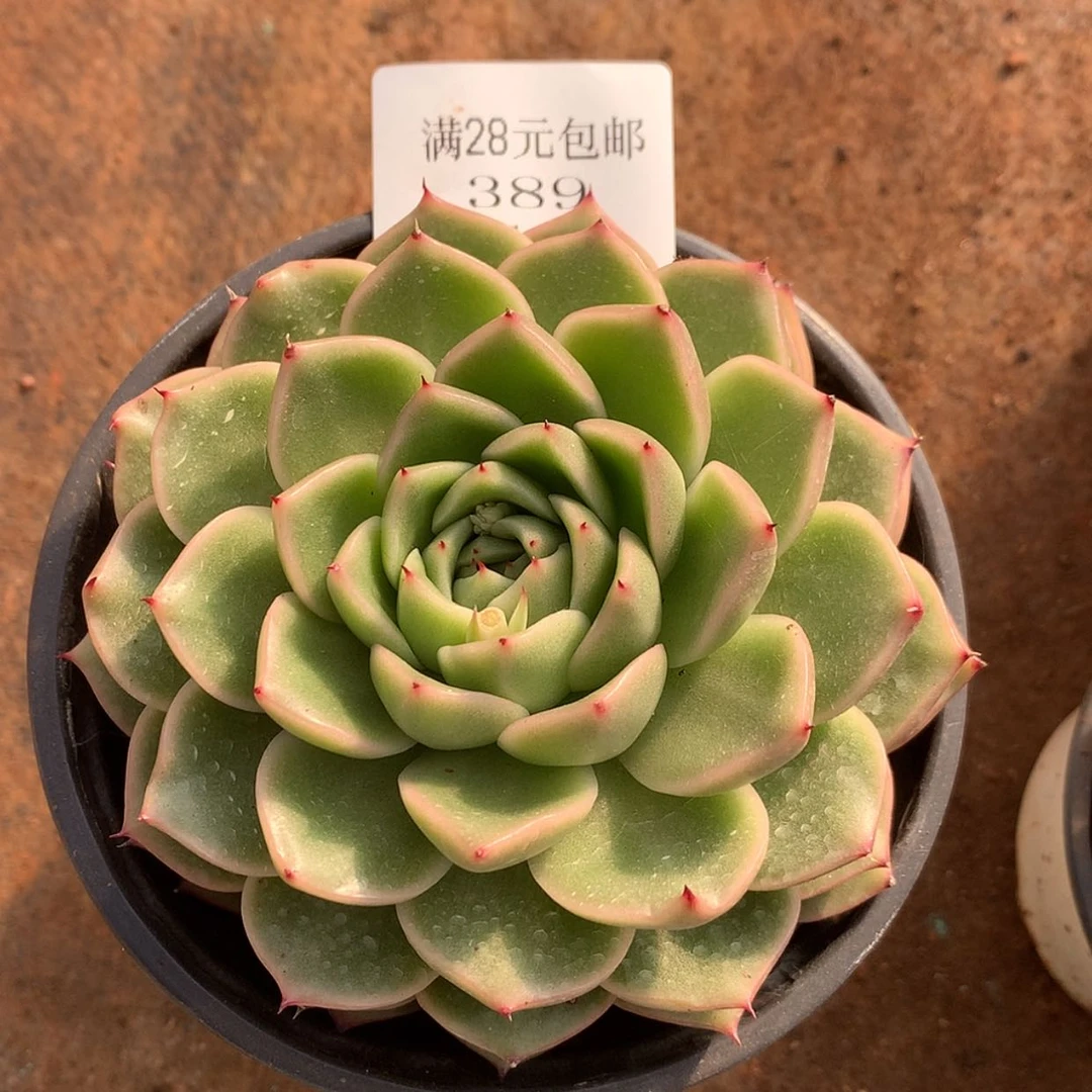 【闪购商品】云389号线