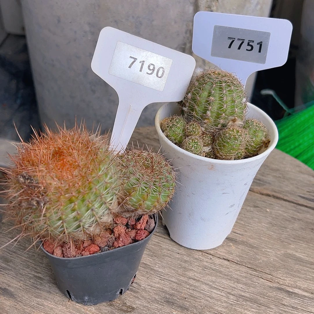 7190实生两颗或者双头7751自根丽花，都裸根发