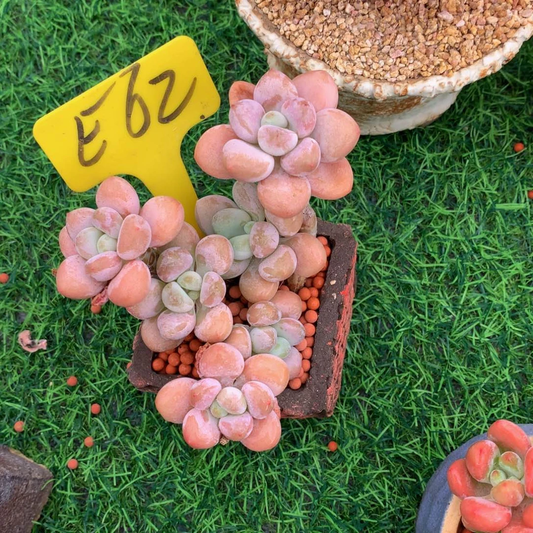 苏***n香水洛神多肉植物6262627