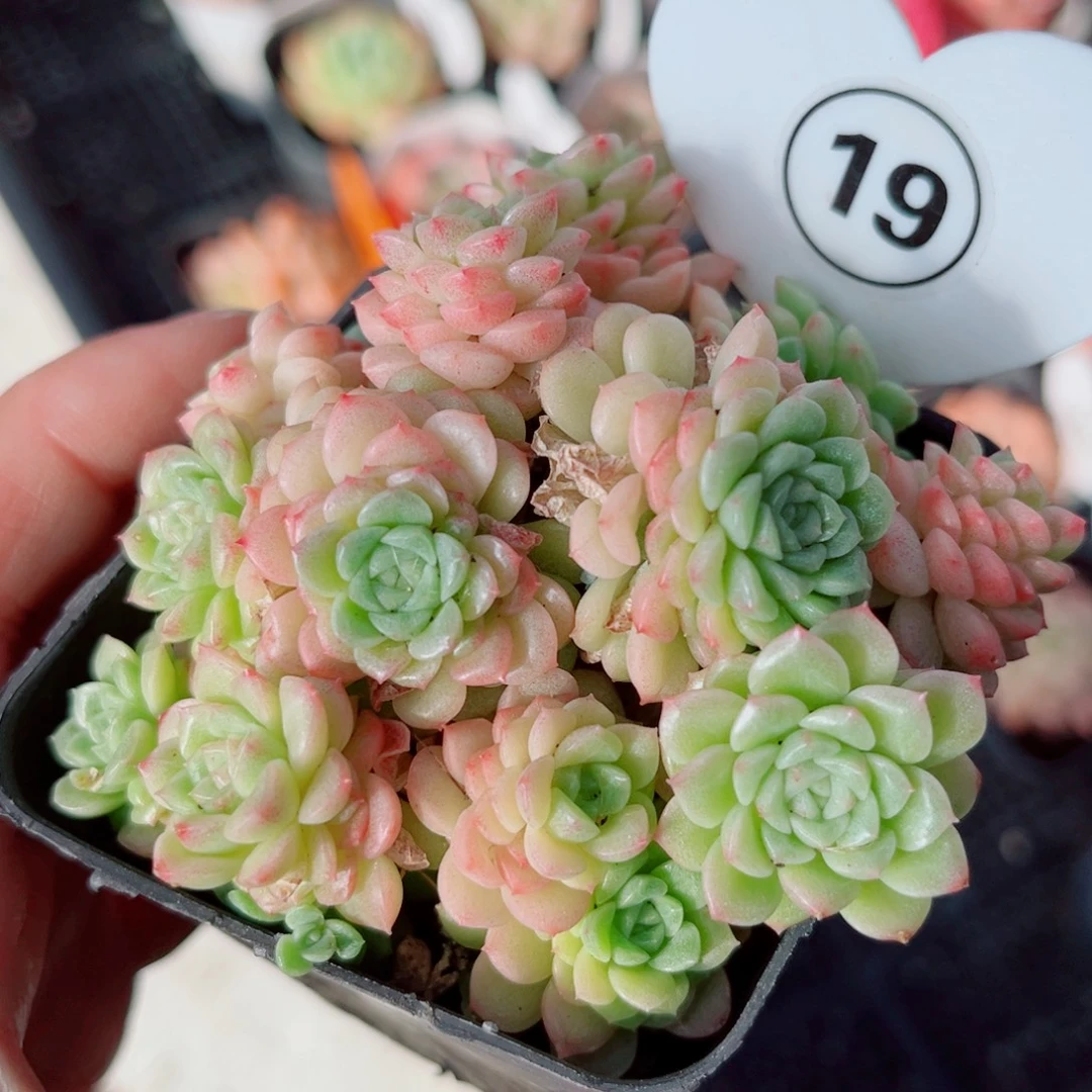 19号小老桩小脸麦秆群