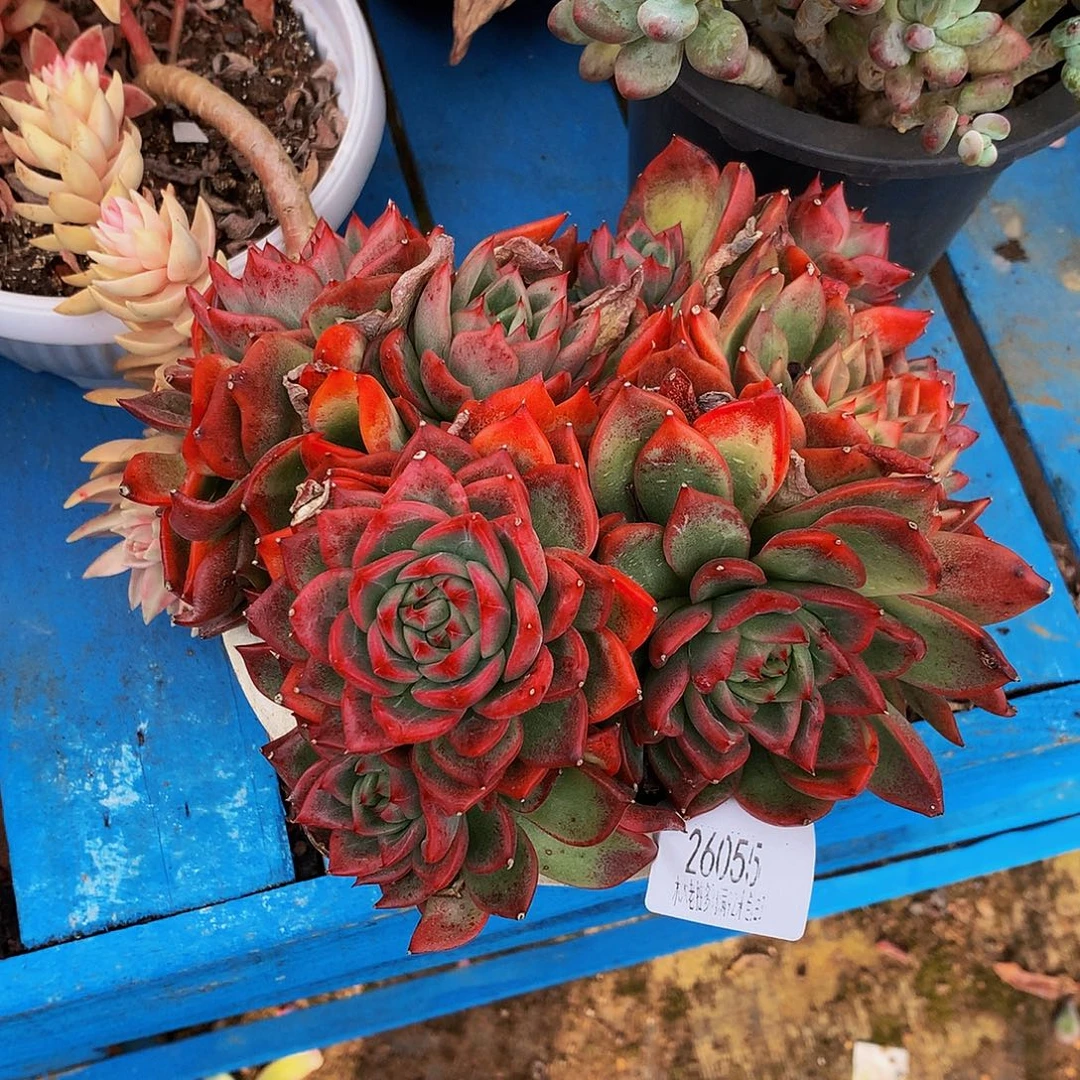 楠***    瑞安娜多肉26055