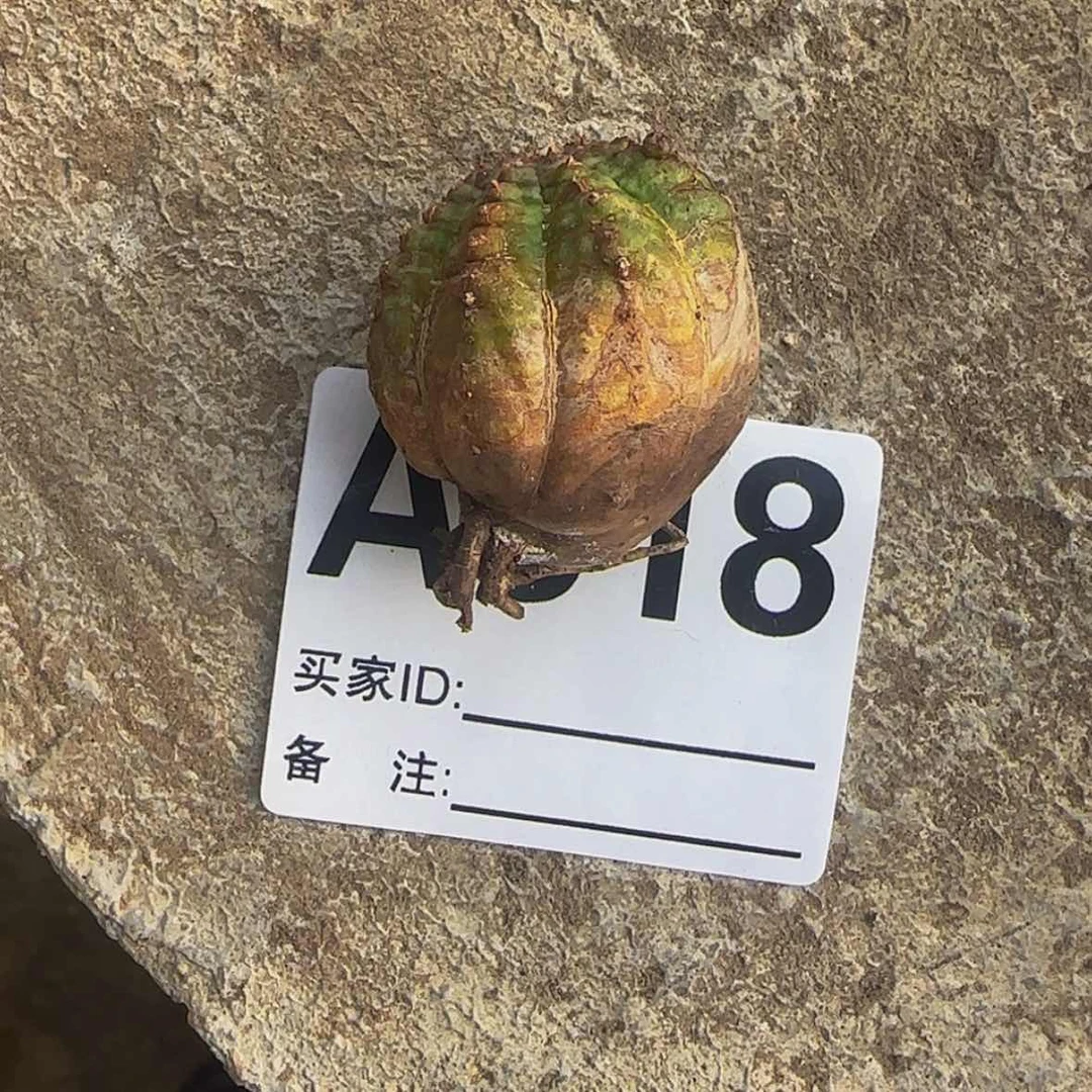 【闪购商品】T**a块根植物