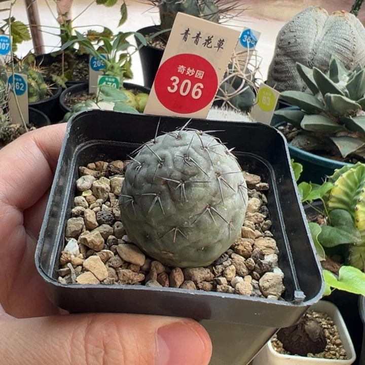 自根海胆习志野一棵