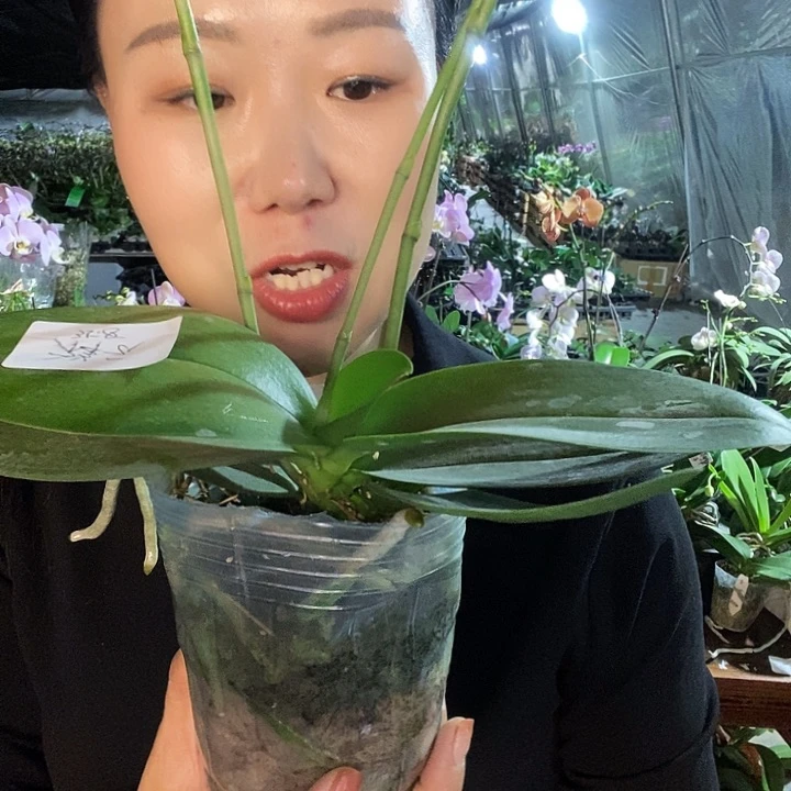 无花朵祥云蝴蝶兰