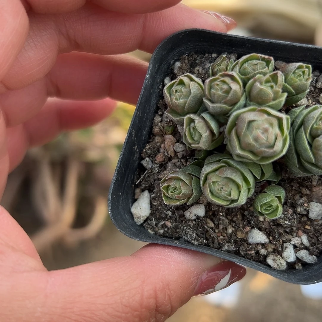 多肉植物多肉植物