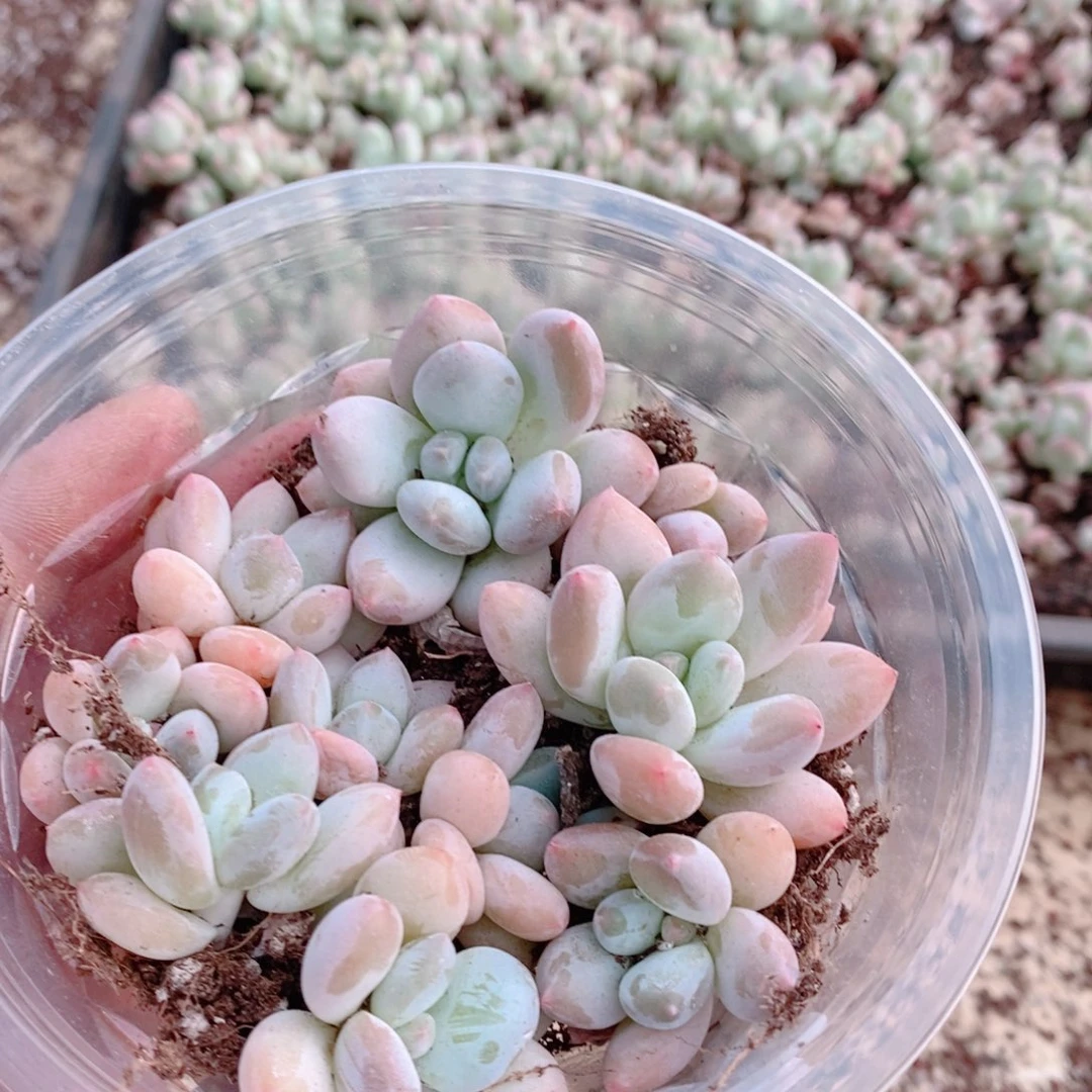 多肉植物精品切糕B382