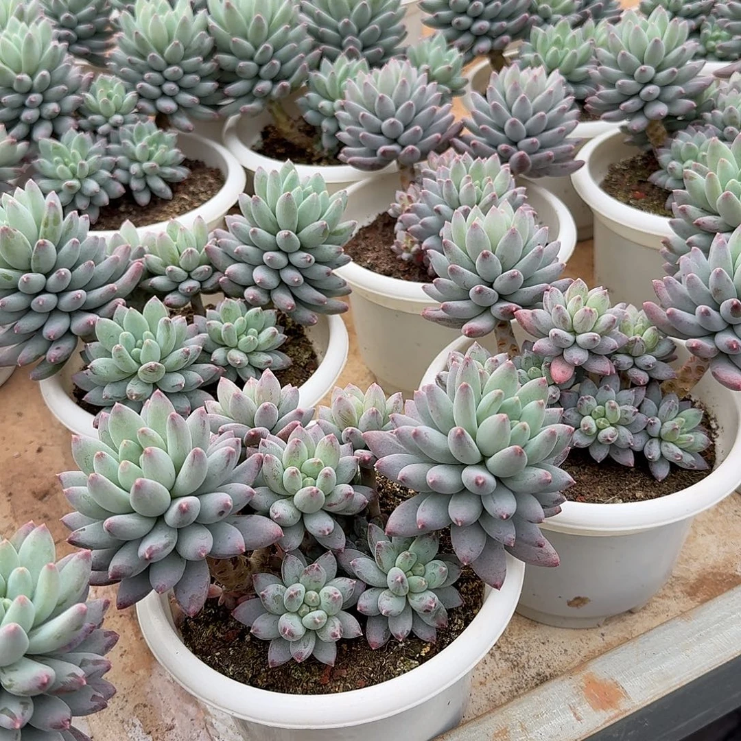 星月菩提整无砍群生多肉