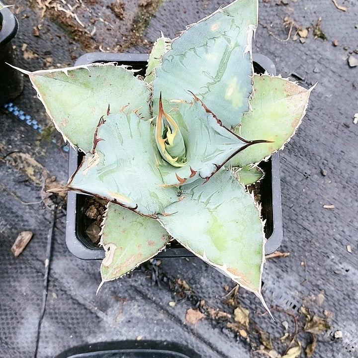 【闪购商品】龙舌兰蓝肌仁王冠