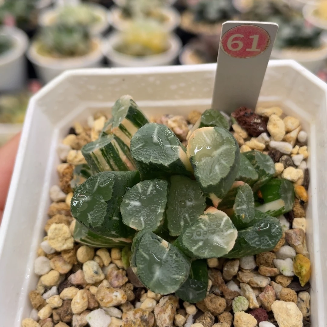61 om万象锦111111