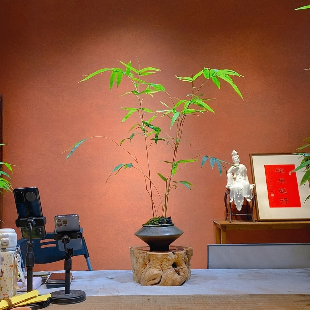 O***e无花朵老桩精品竹盆景作品