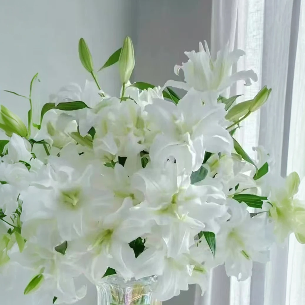白重瓣（爱莎）香水百合百合花