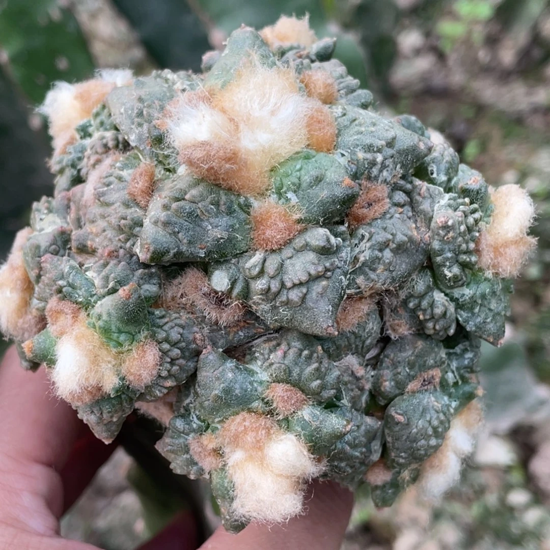 无花朵哥怒锦群体020