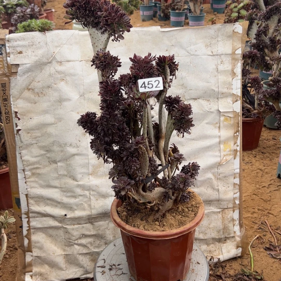 有伤黑缀452高度43厘米