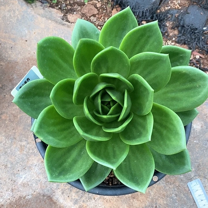 22直播福利翠花27