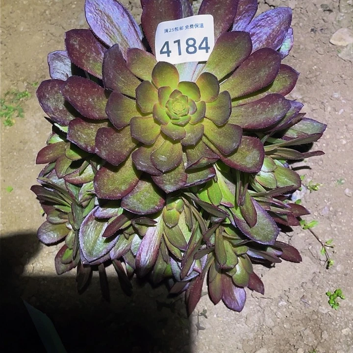 4184花无缺多肉植物