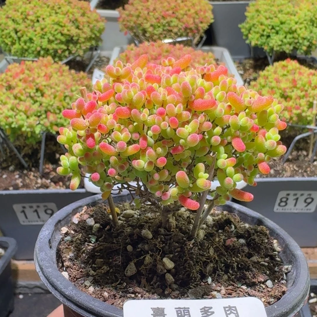 枝干番杏蜜橘蜜橘糖球847