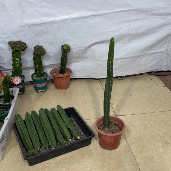 实生一代自根红花袖铺保30公分