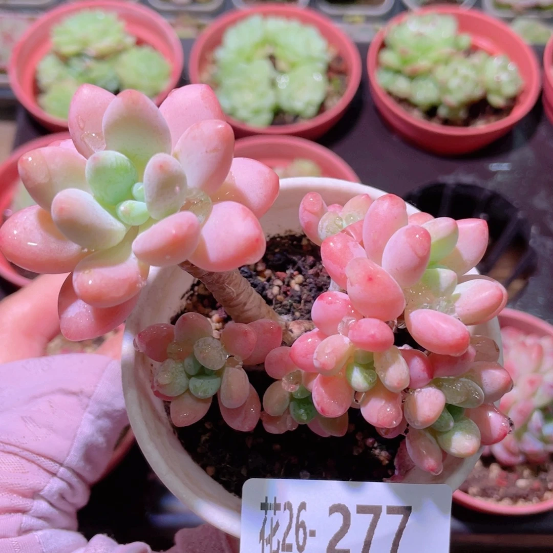 花利美26-277洛神