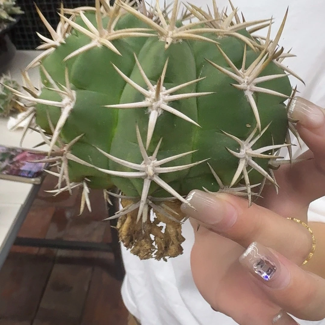 实生碧岩玉仙人球