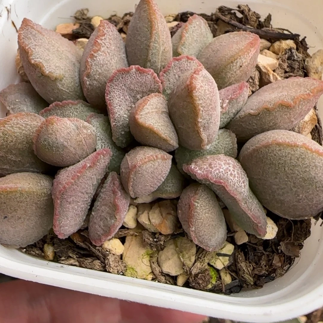 暖阳水泡多肉植物