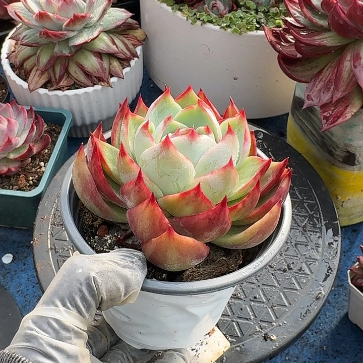 惊鸿惊鸿惊鸿 8 公分内勾