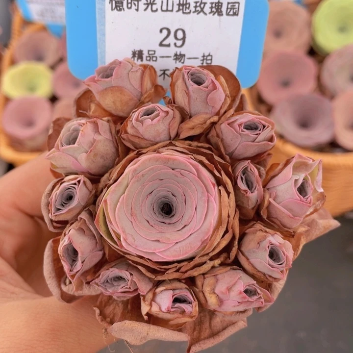 山地玫瑰29裸根发货不售后