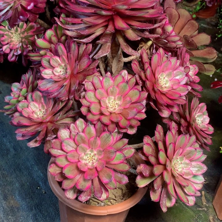 801紫霞仙子多肉111111