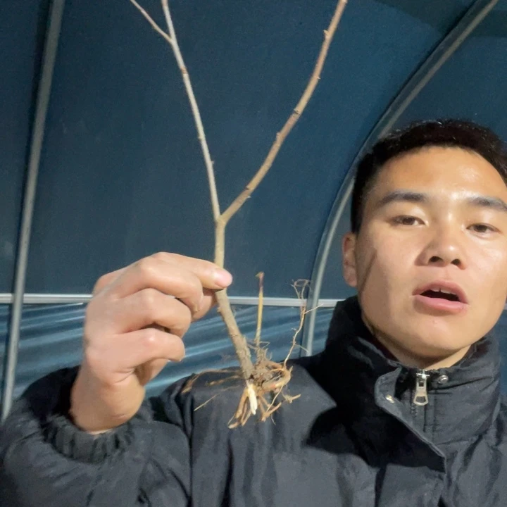 皇族海棠花一颗苗